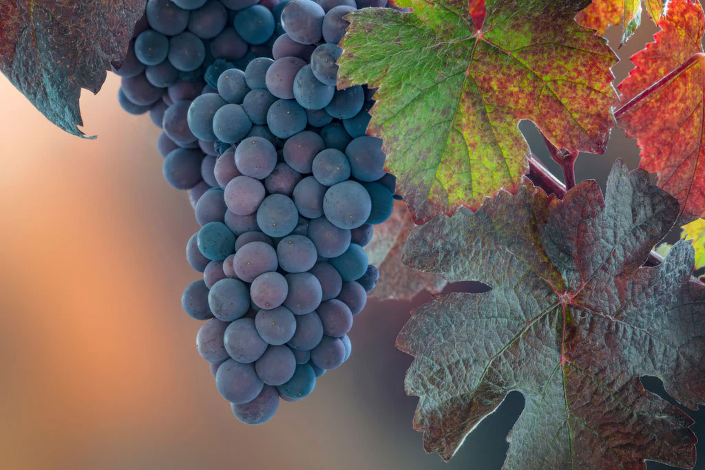 Grapes On the Vine