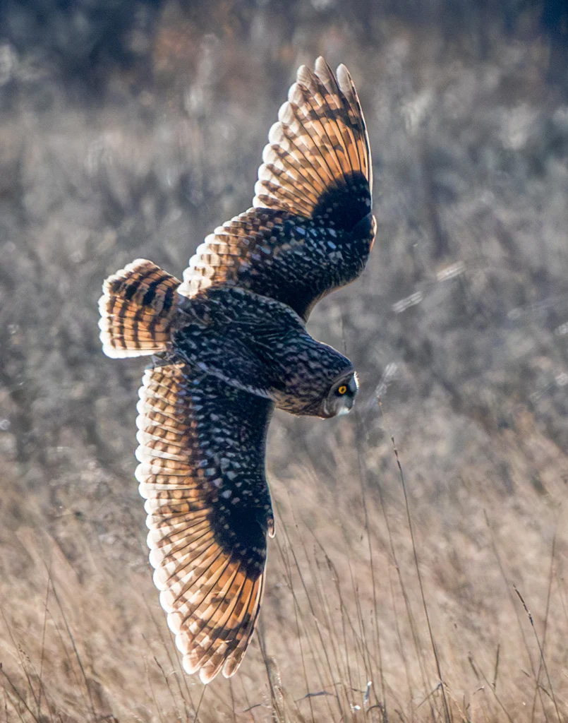 Short-Eared Owl on the Hunt