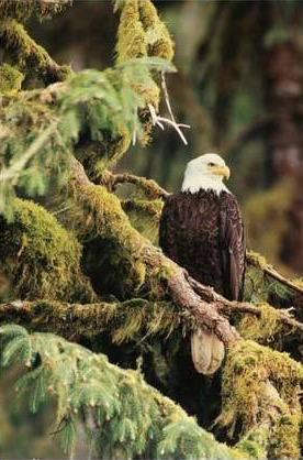 Silent Sentinel, Alaska