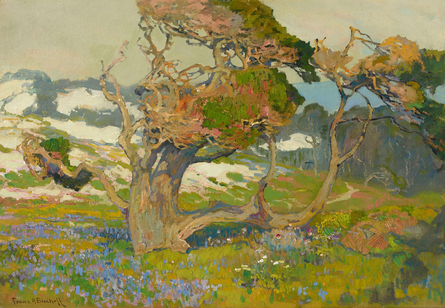 Gnarled Old Pine and Spring Flora