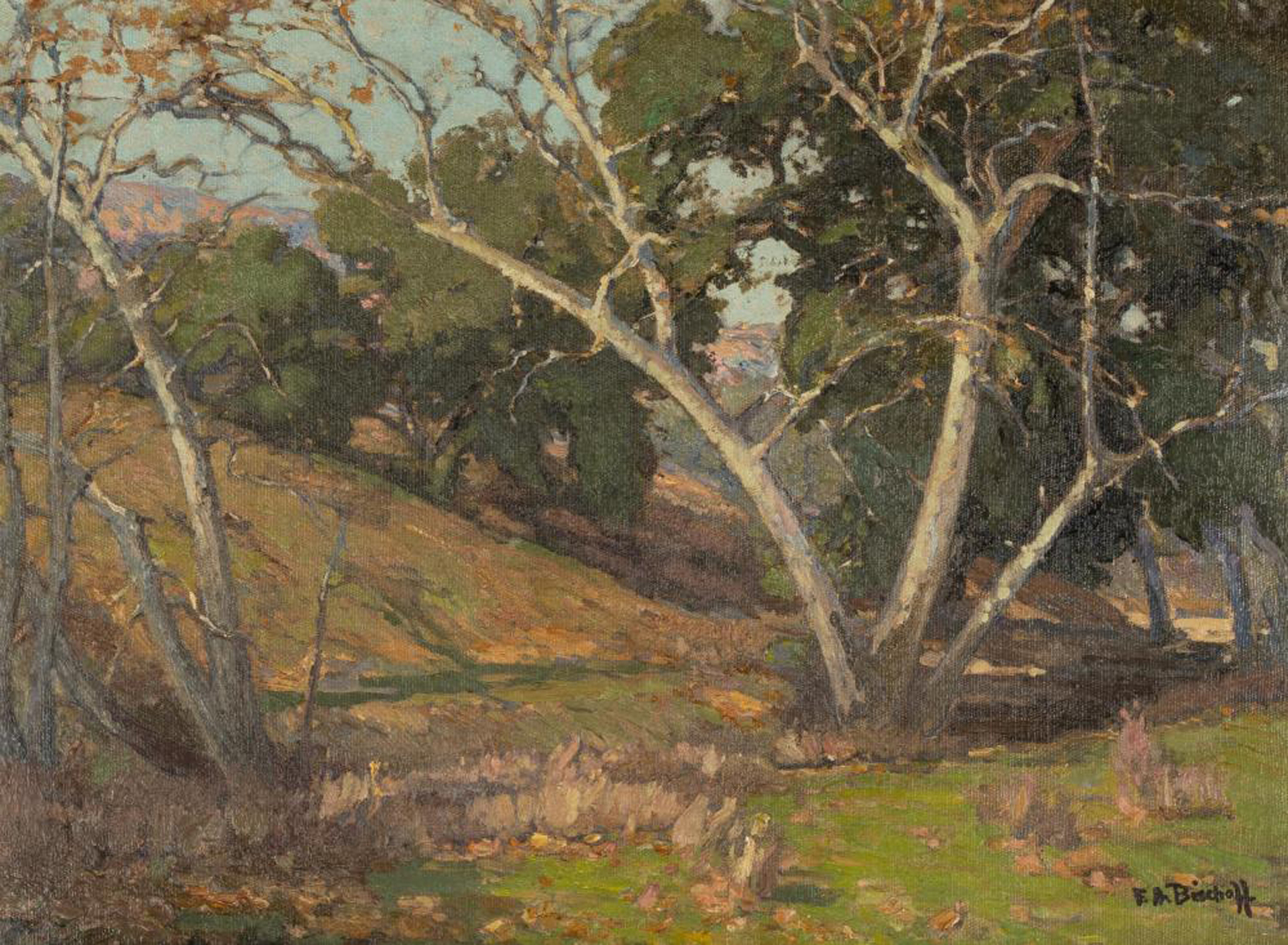 Sycamores in the Arroyo