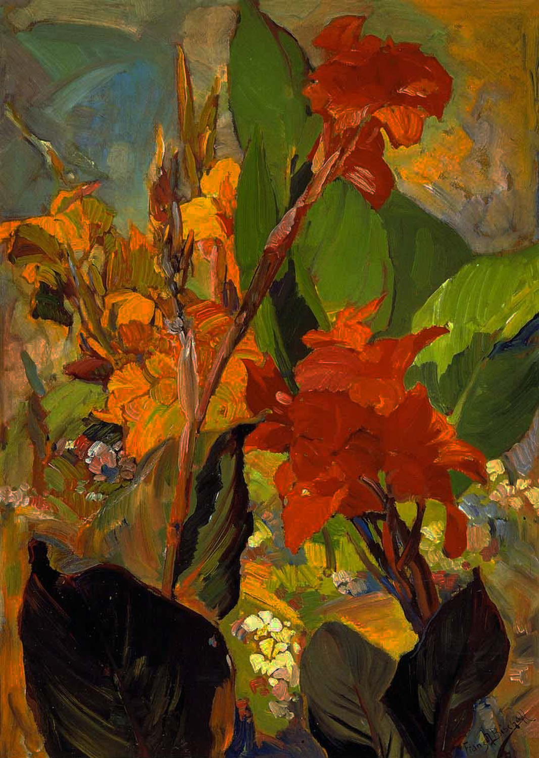 Canna Lilies