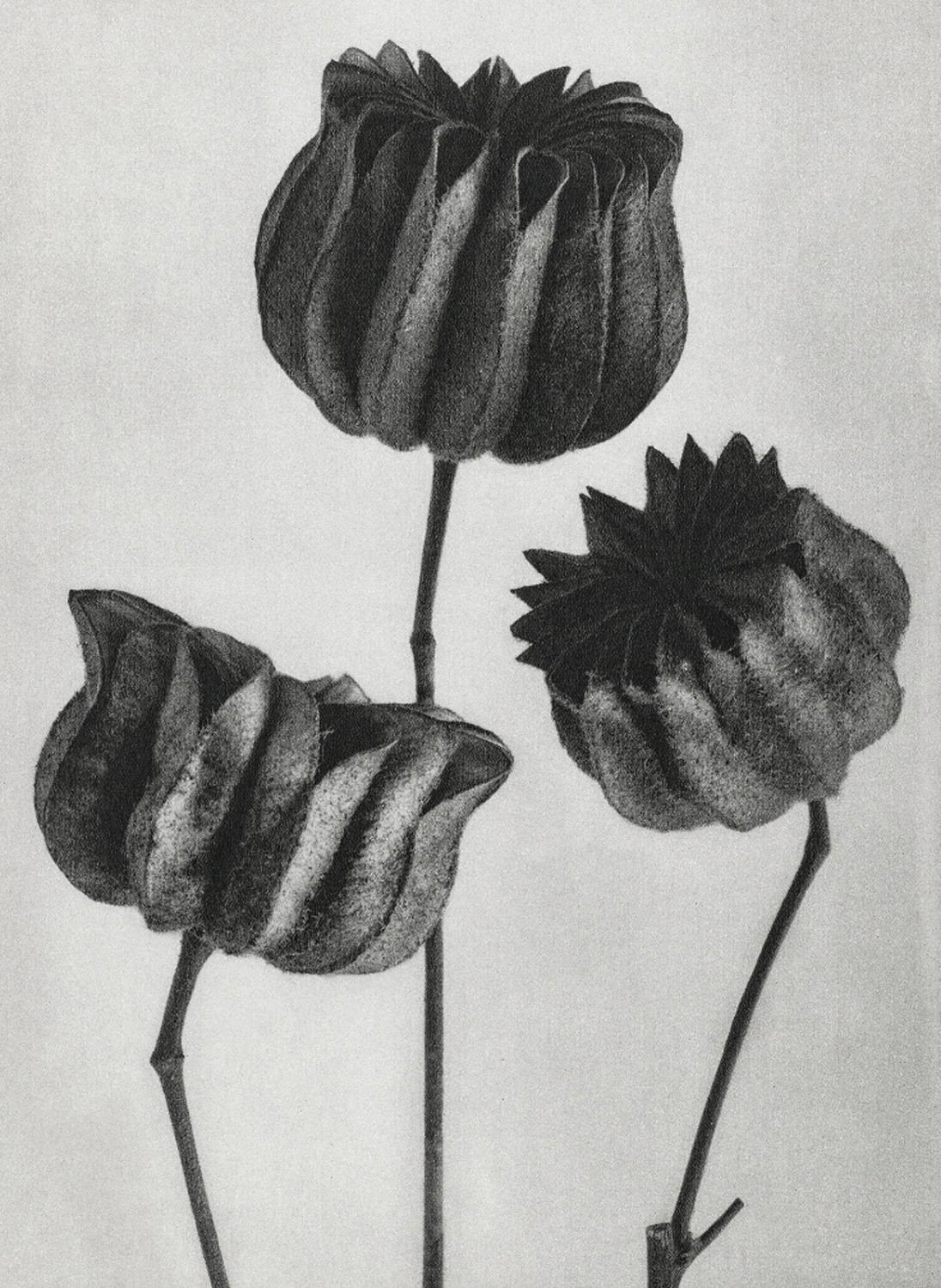 Abutilon (Lime Mallow)