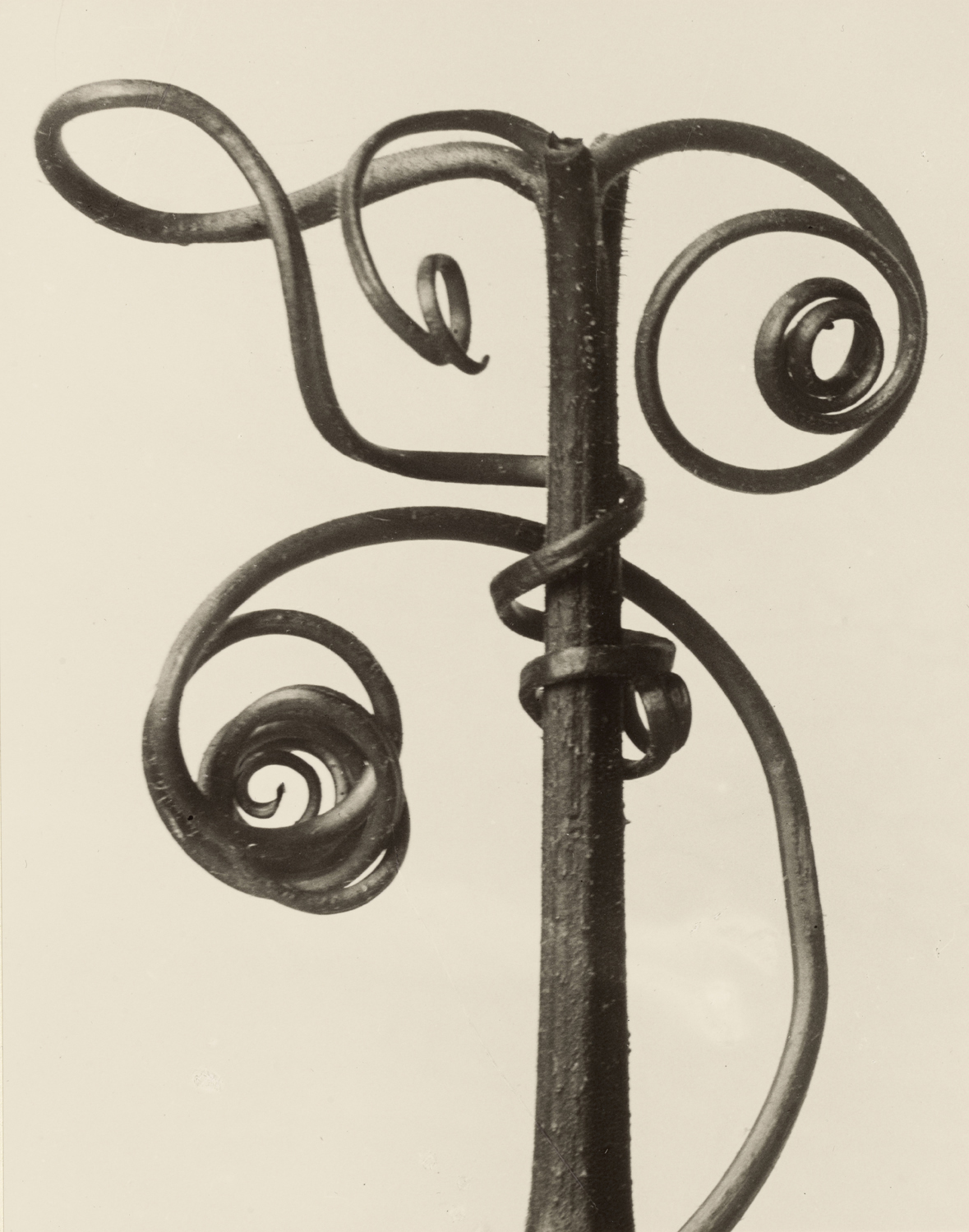 Cucurbita, 1928