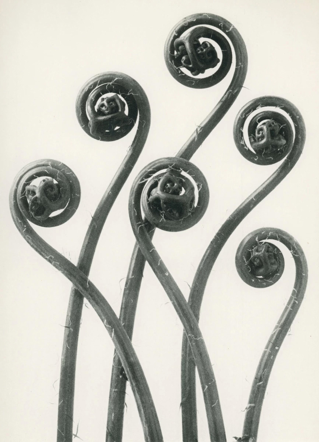 Young Leaves of the Hair Fern, c. 1935