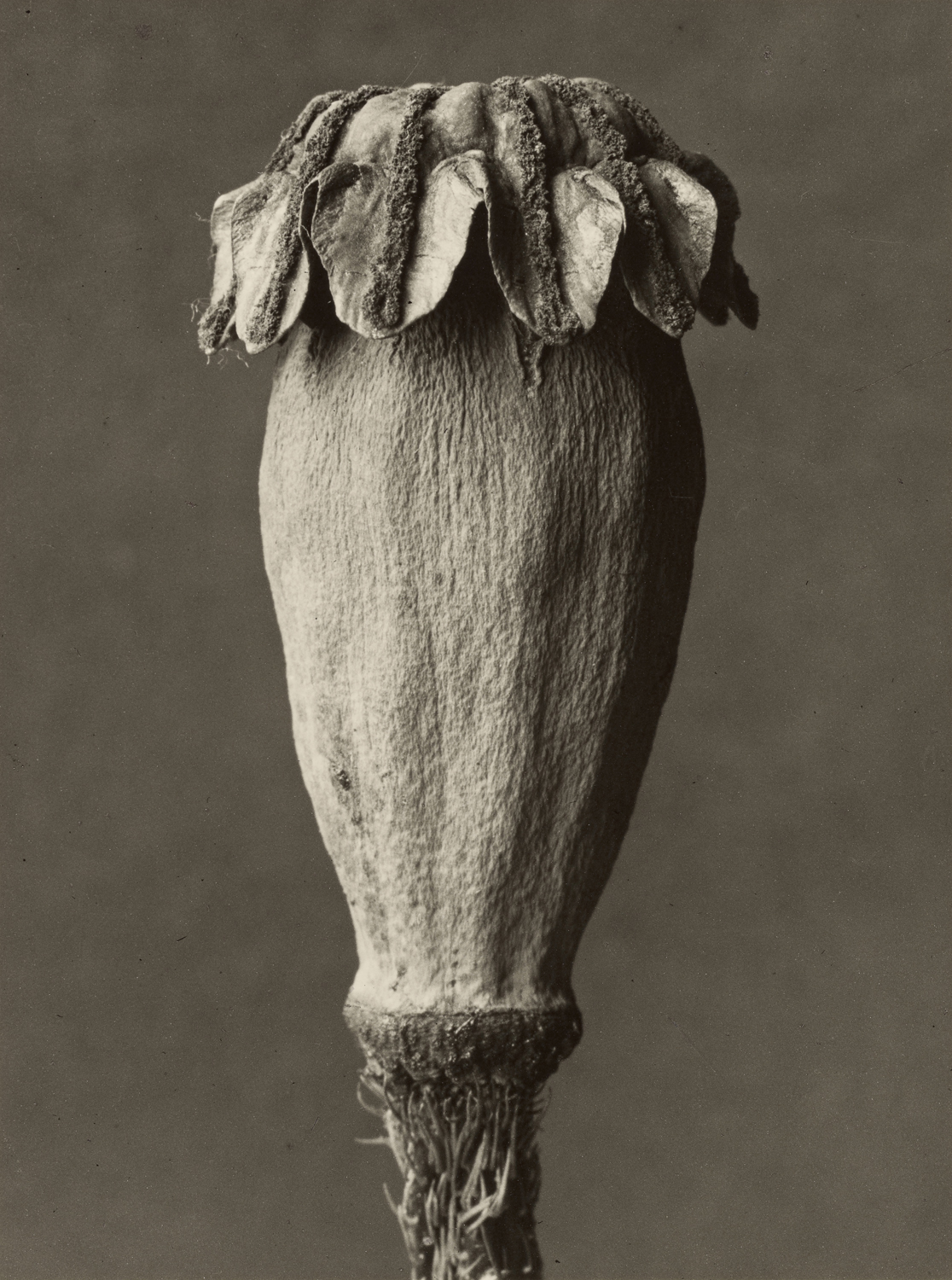 Papaver orientalis, 1928-32 (Oriental Poppy)