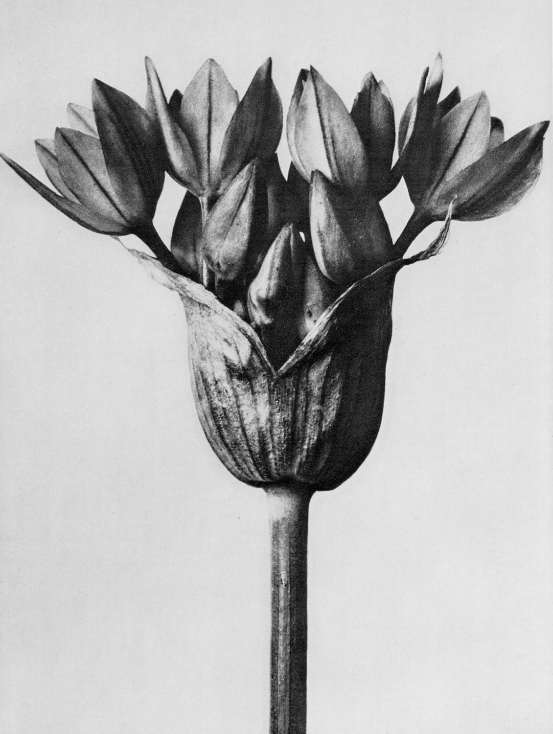Cestina - garlic plant, 1928