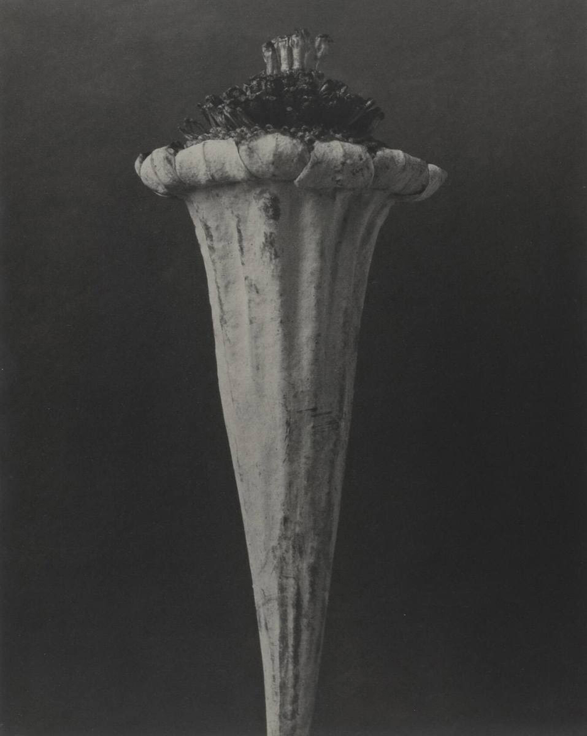 Cotula turbinata