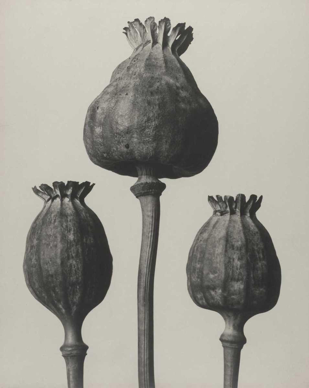 Papaver orientalis, 1928-32 (Oriental Poppy)