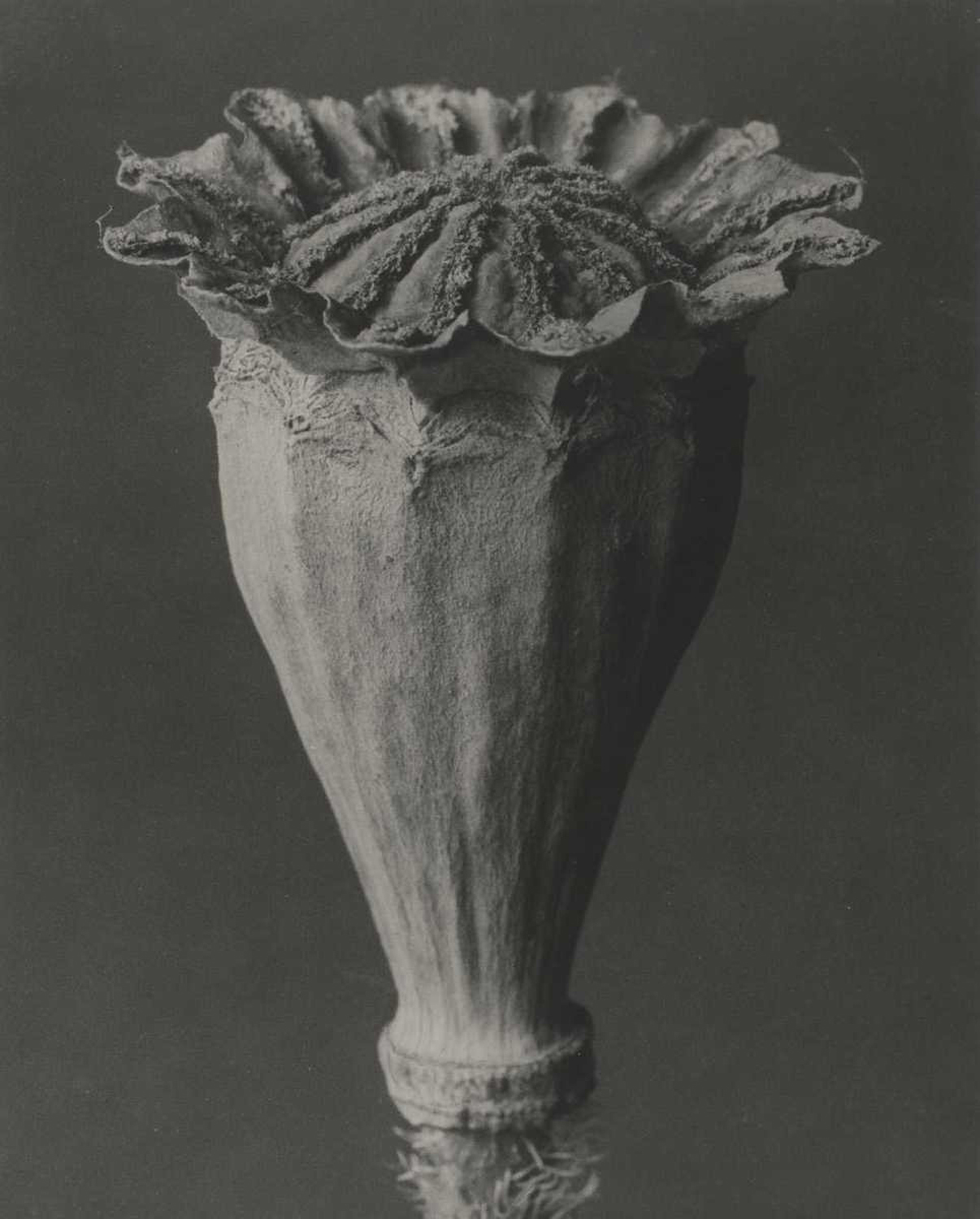 Papaver orientalis, 1928-32 (Oriental Poppy)