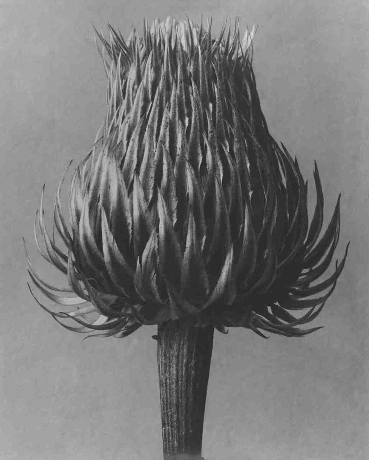 Carduus spec.