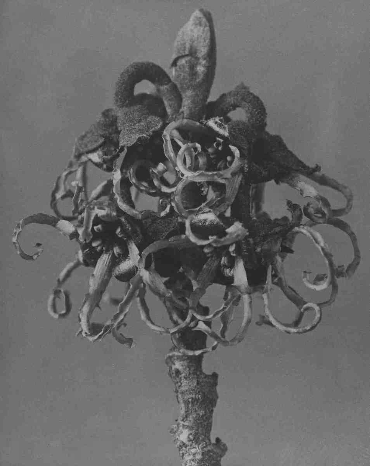 Hamamelis japonica