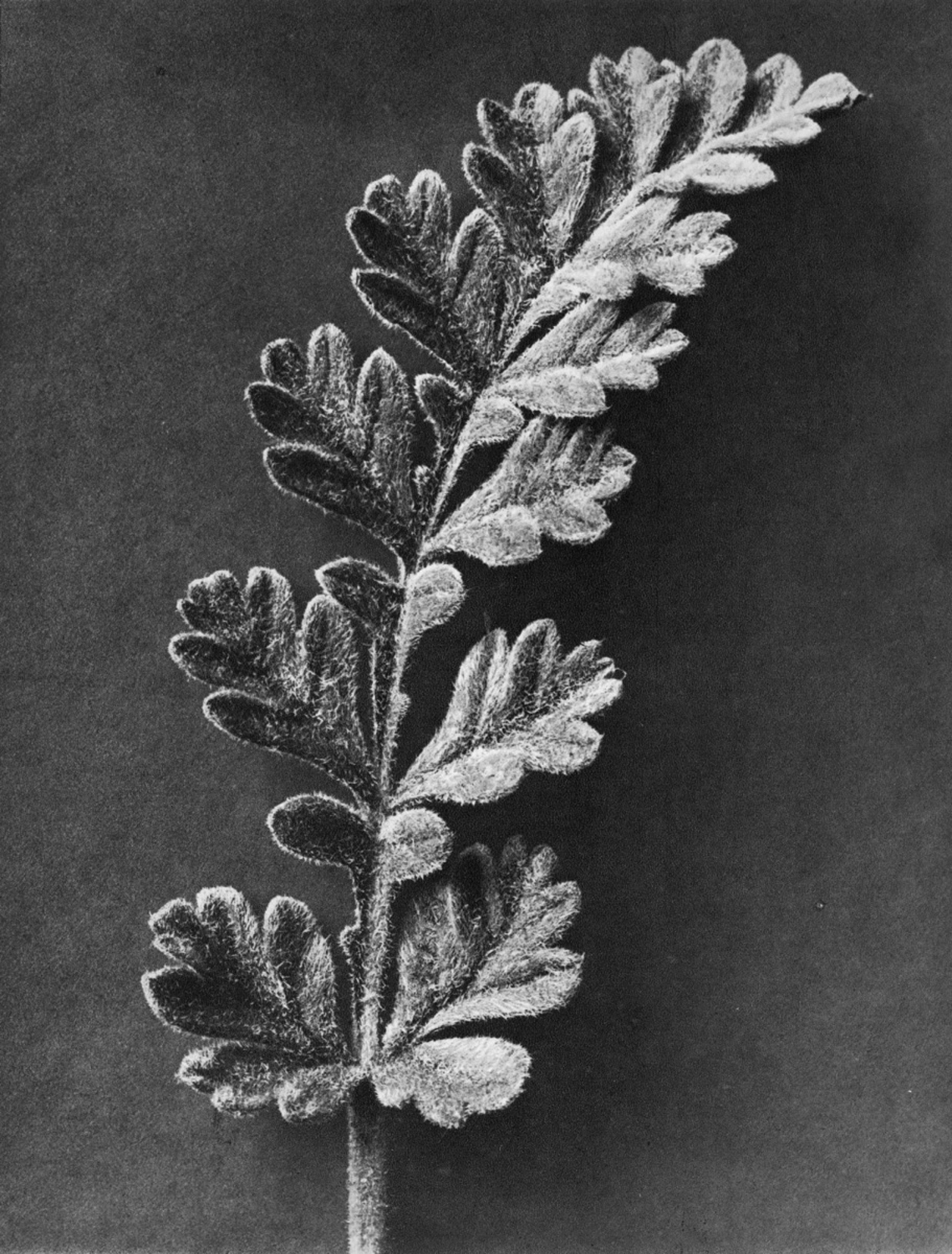 Erodium chrysanthum (Stork bill)