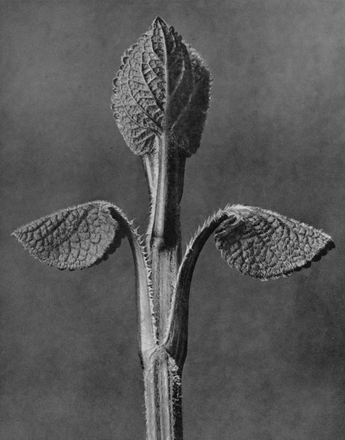 Aristolochia clematitis (Birthwort)