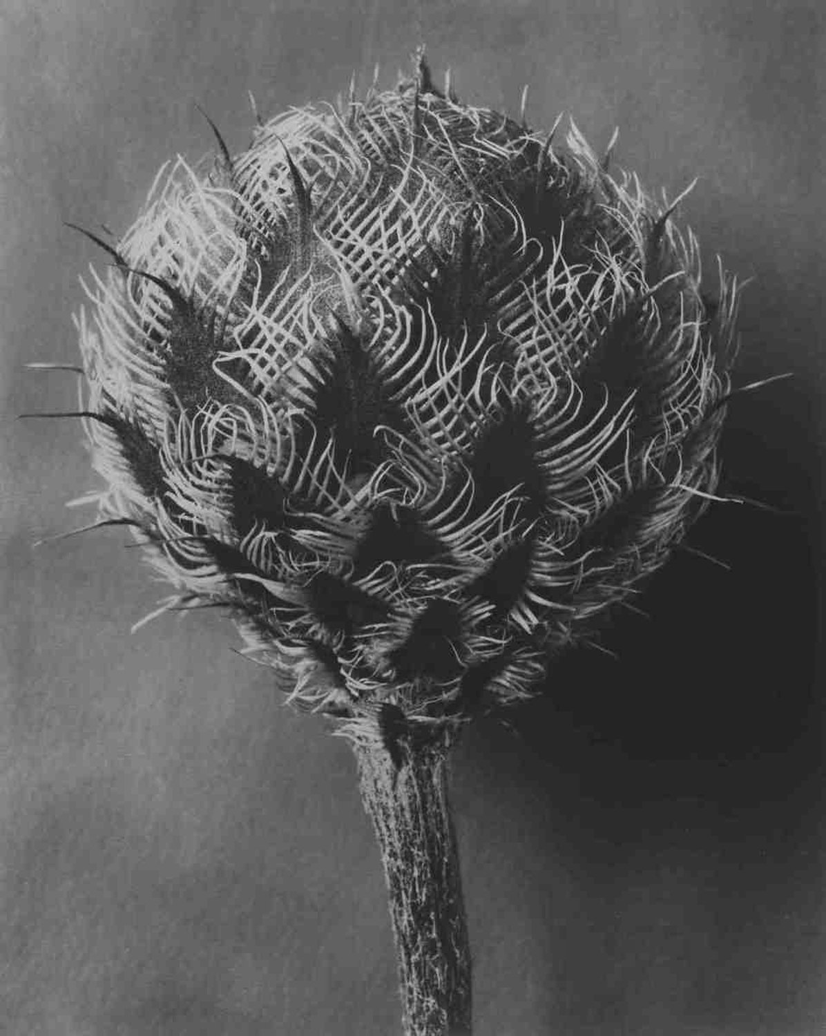 Centaurea kotschyana