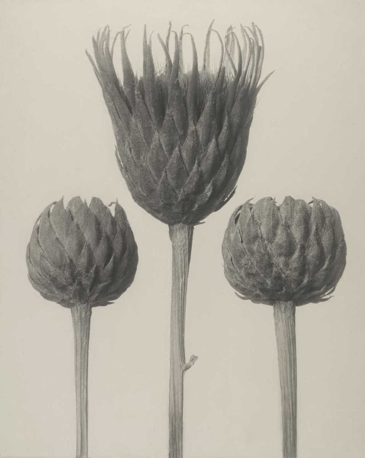 Serratula nudicaulis