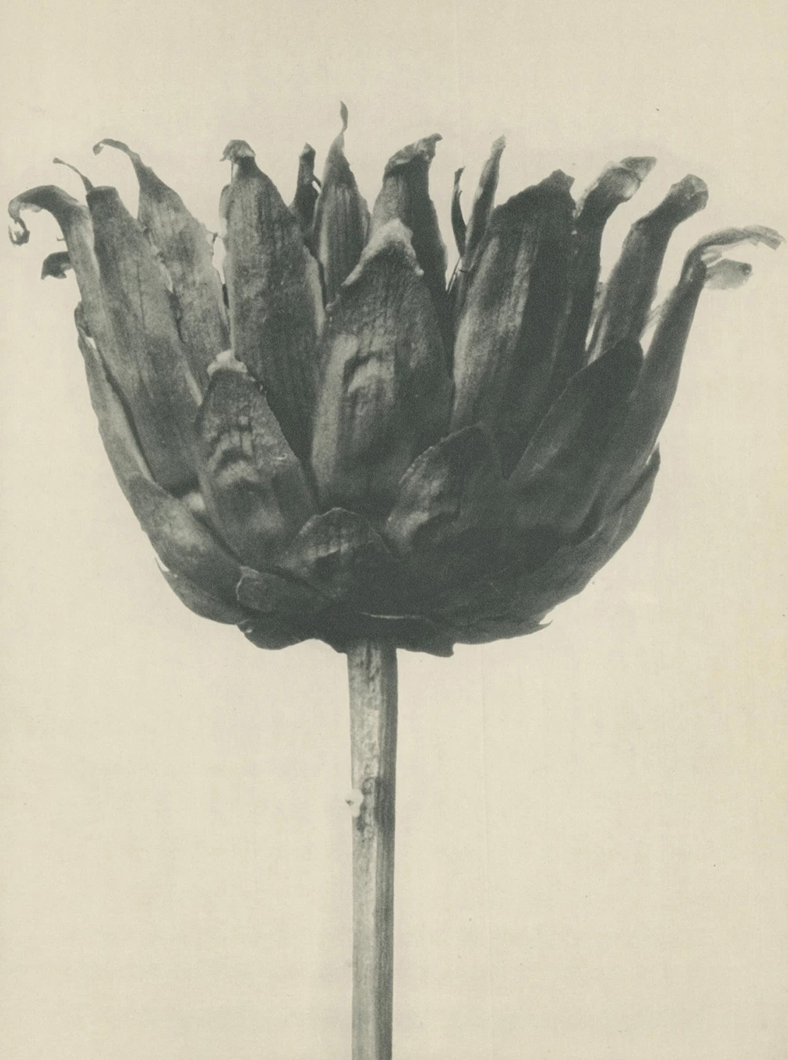 Centaurea Ruthenica