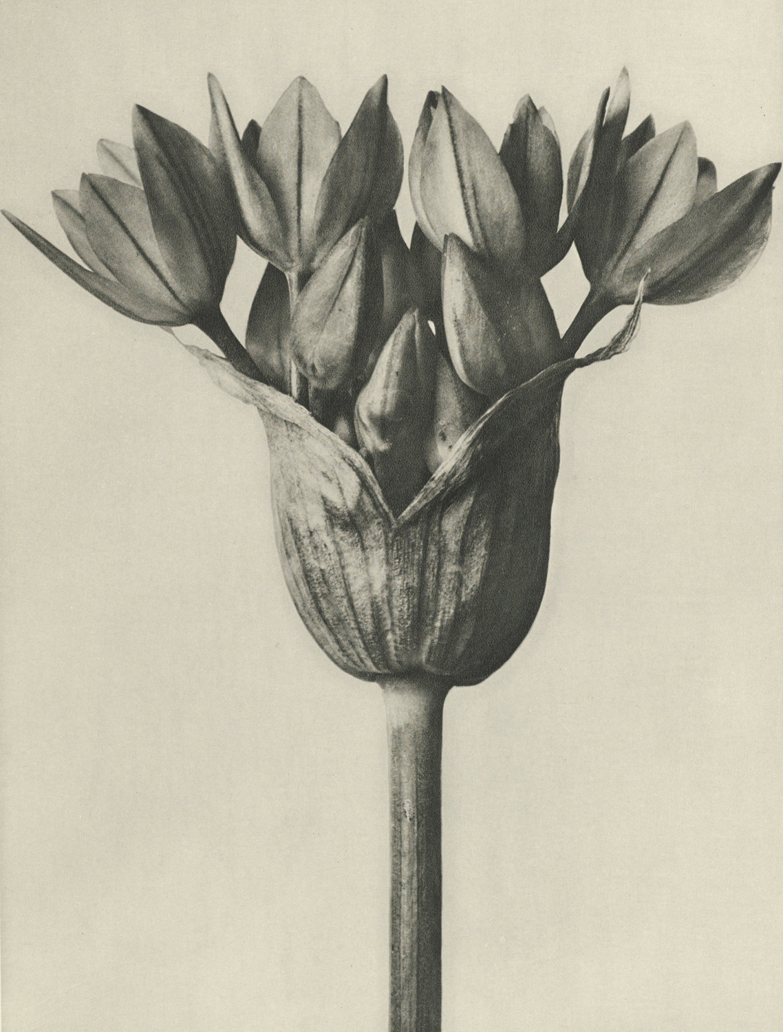Plant Study