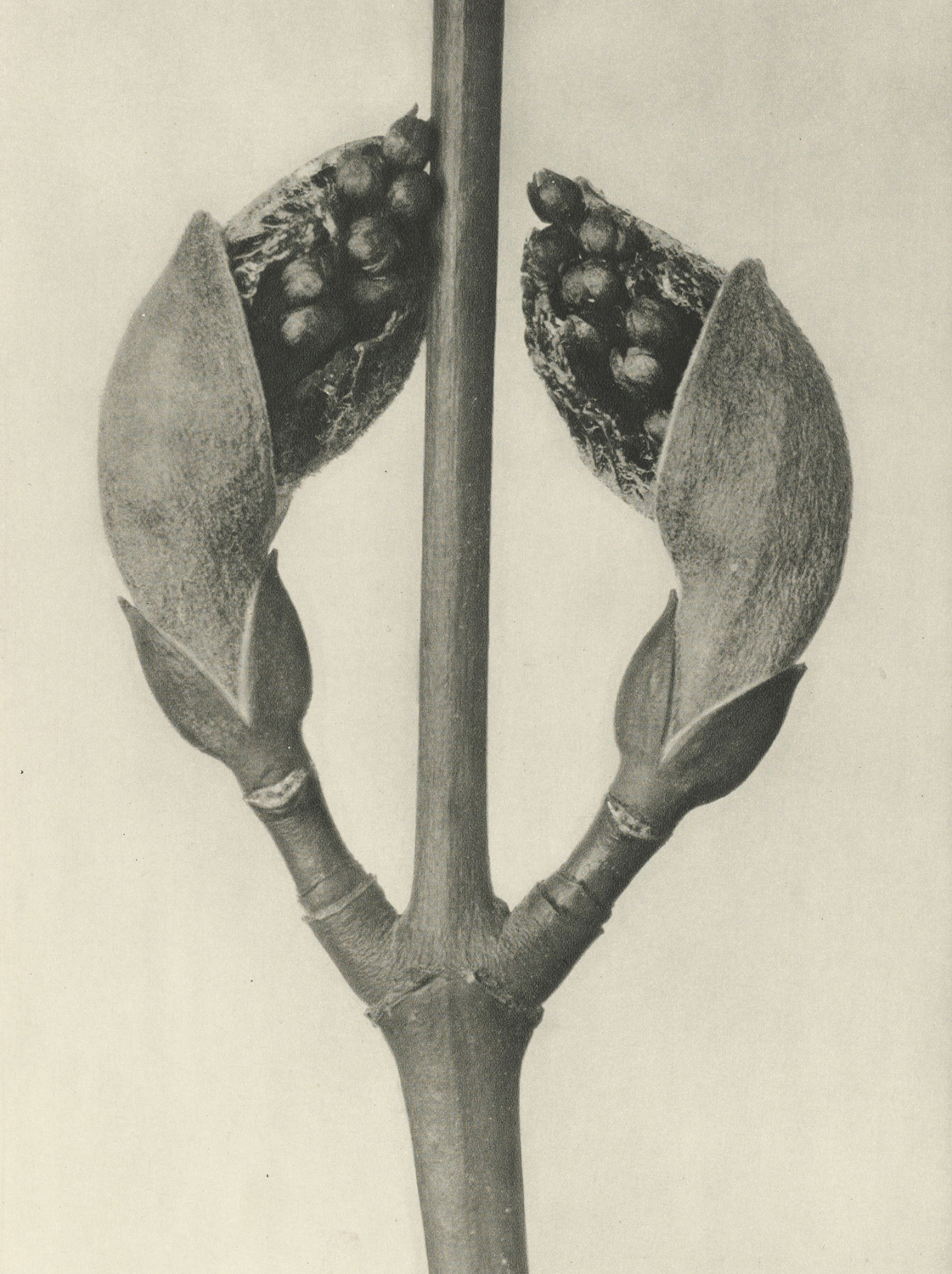 Plant Study