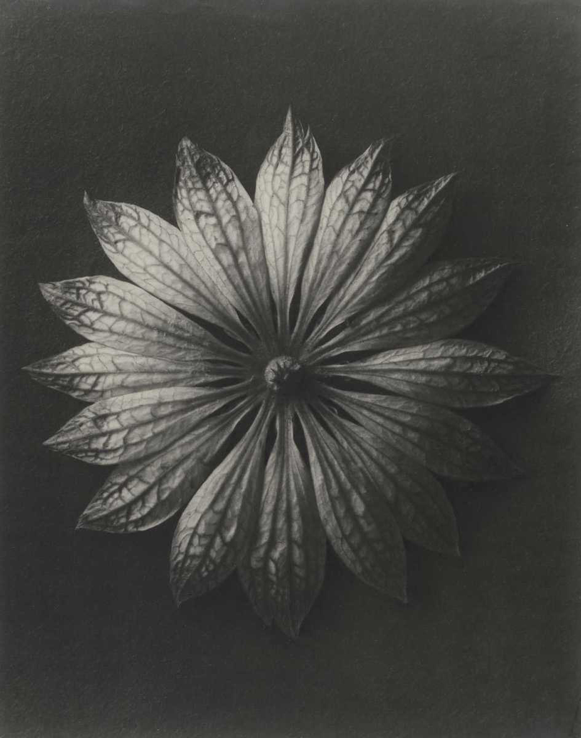 Astrantia major