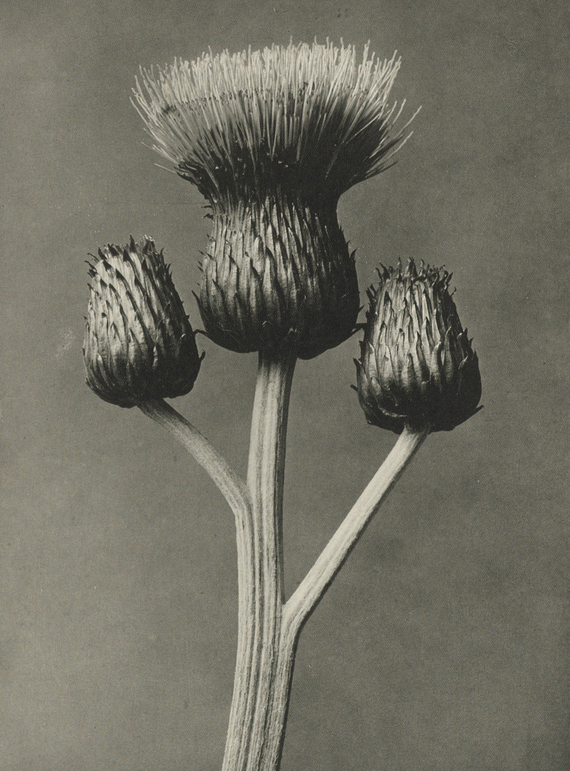 Plant Study