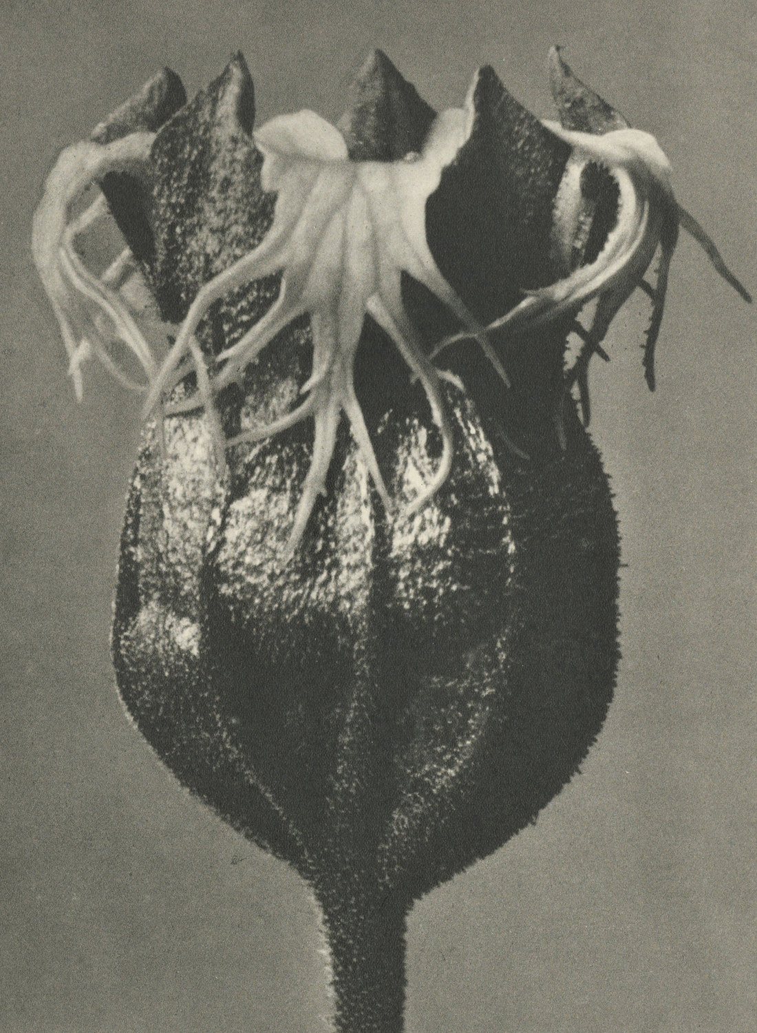 Plant Study