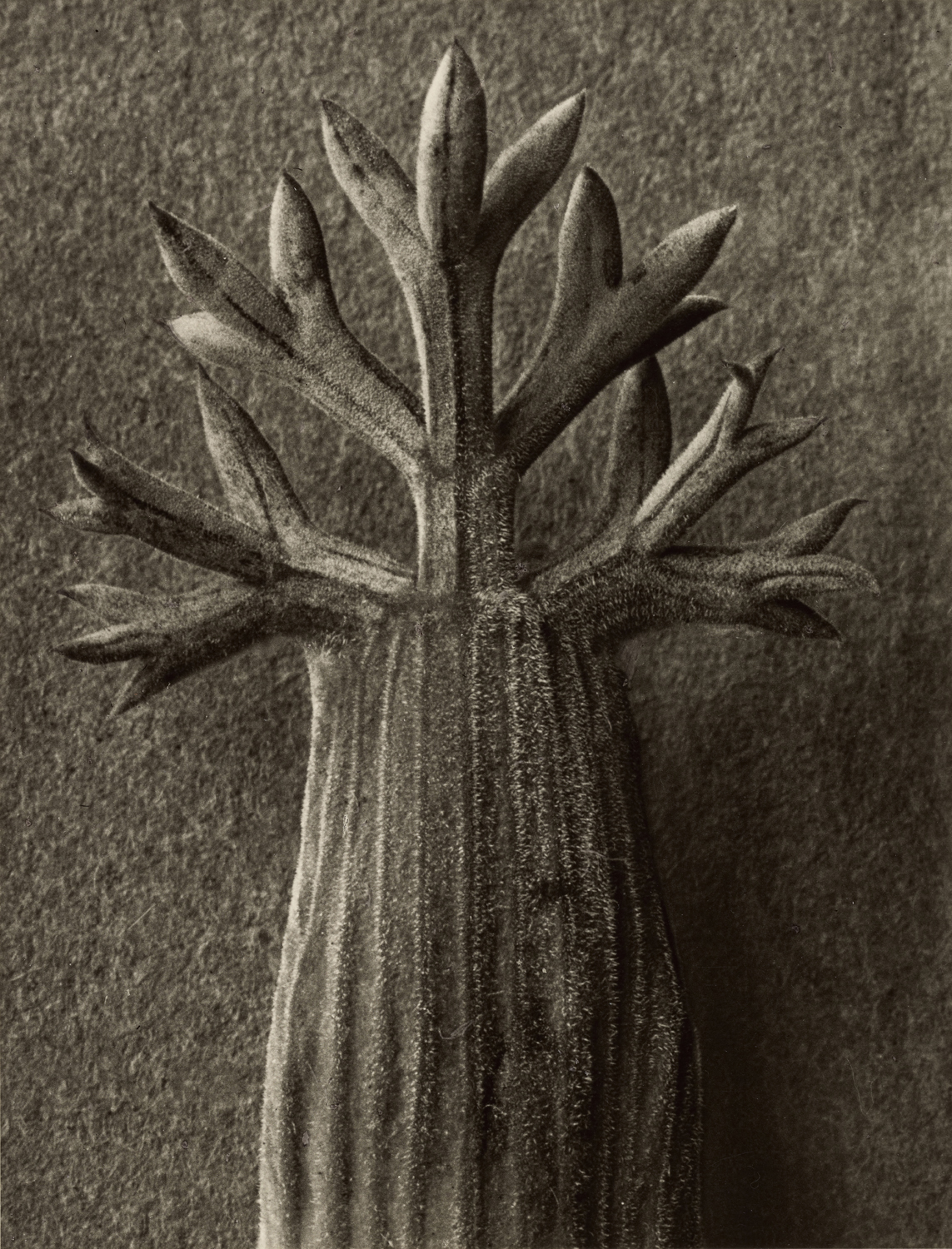Seseli gummiferum