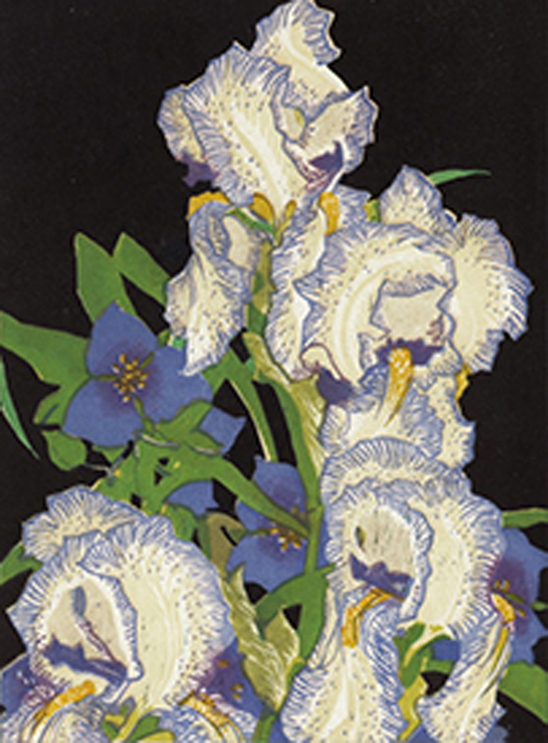 Pencilled Irises, 1932