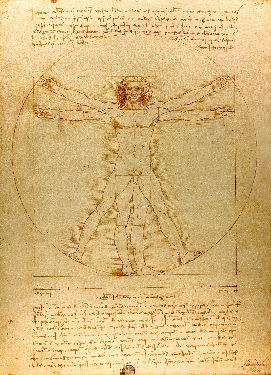 The Vitruvian Man, c. 1492