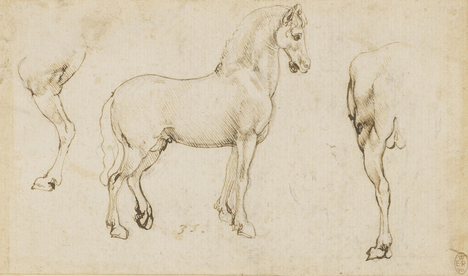 Studies of Horses, c.1478-80
