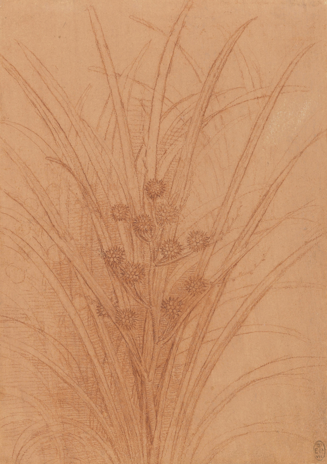 A Branch of Bur-Reed, c.1506-12