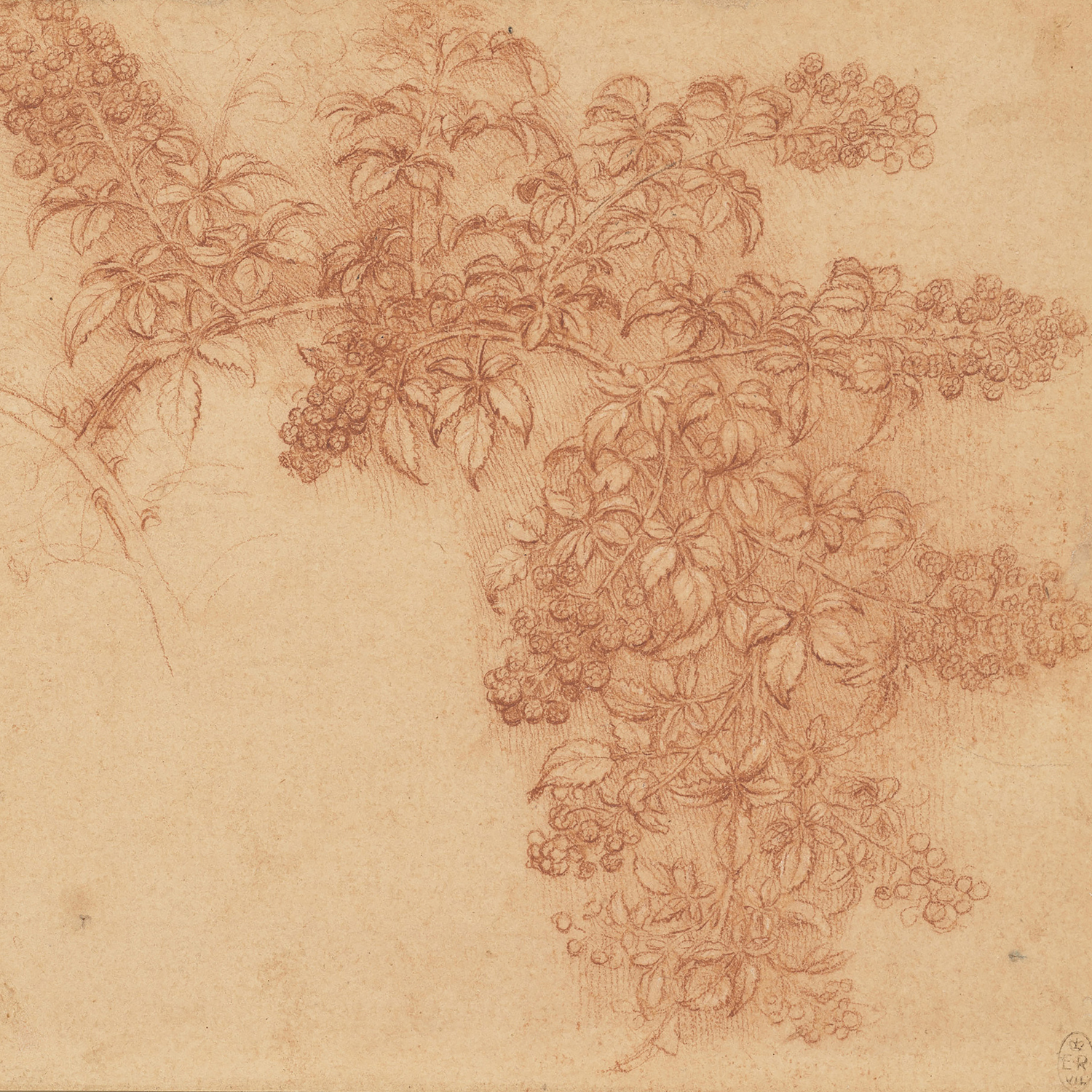 A Branch of Blackberry, c.1506-12