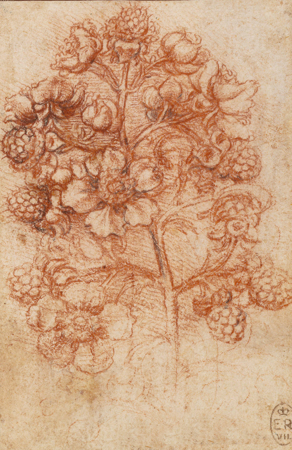 A Sprig of Blackberry (Rubus fruticosus) c.1505-10