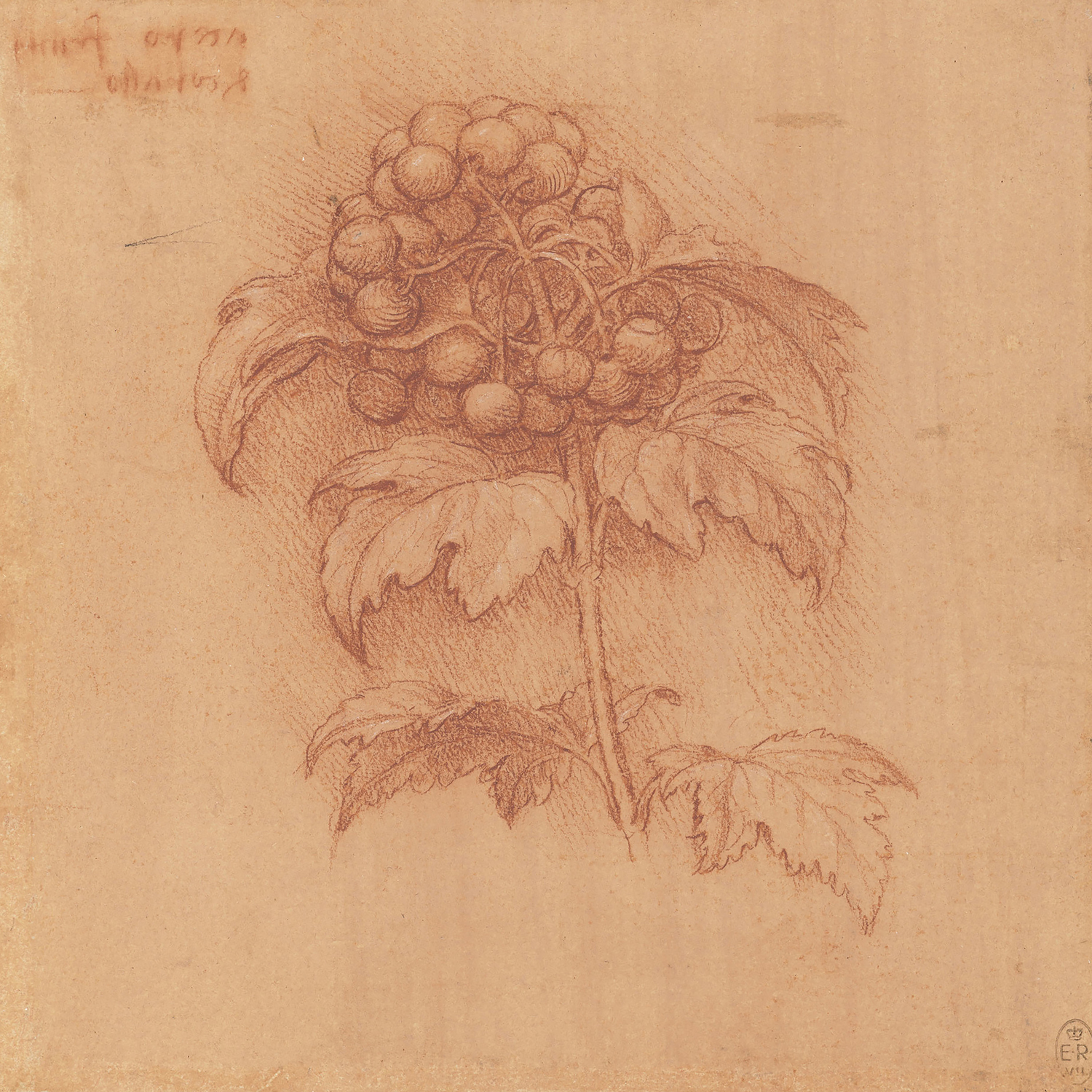 A Sprig of Guelder-Rose, c. 1506-12