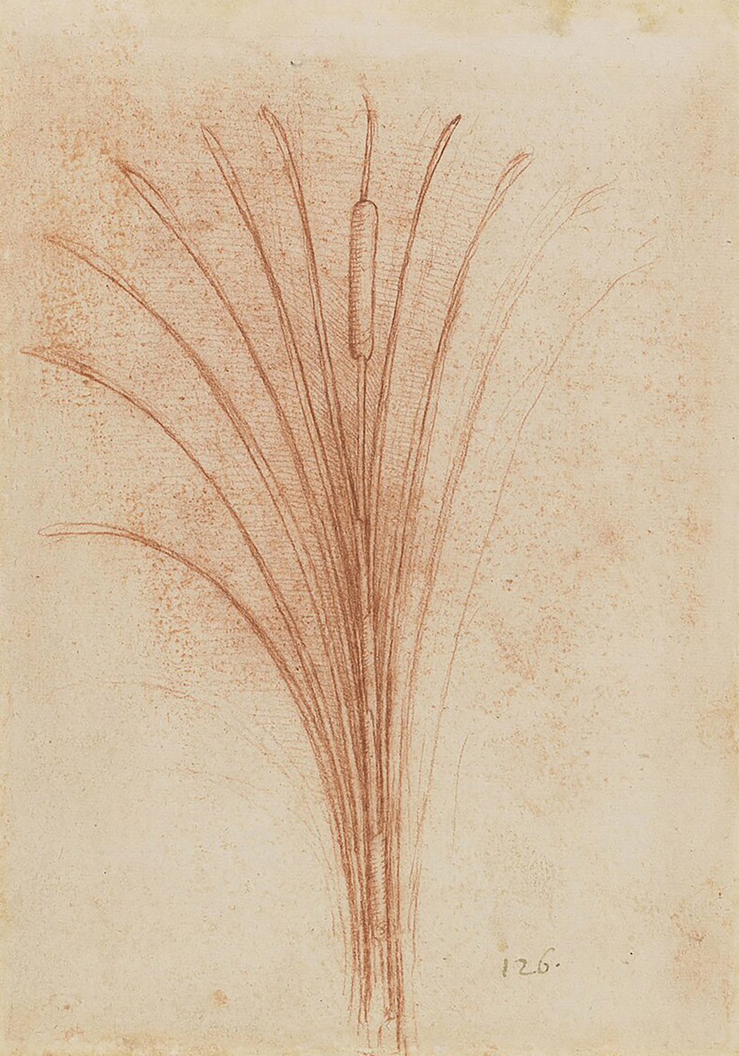 Bullrush, c. 1506-12