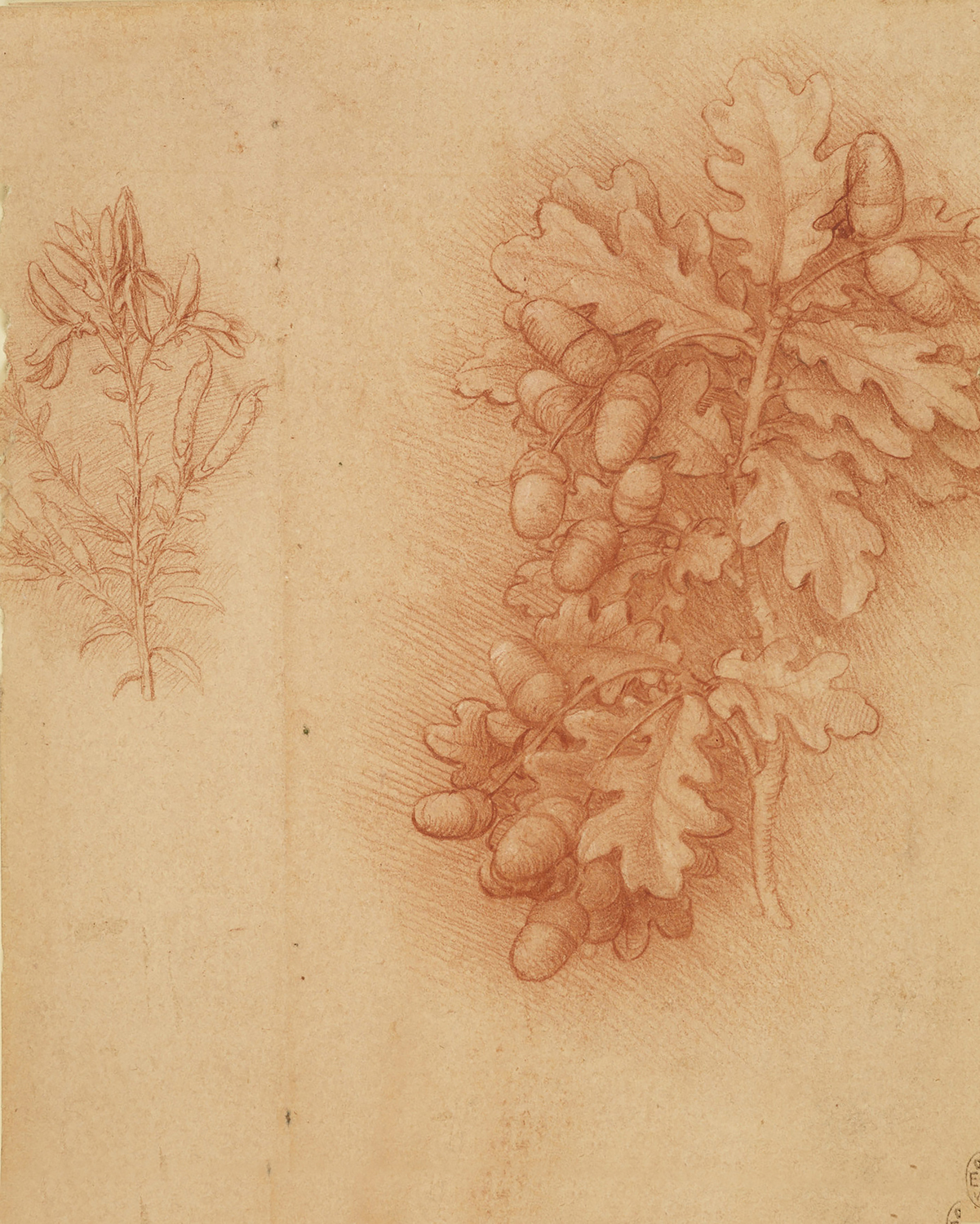 Sprigs of Oak and Dyer's Greenweed, c. 1506-12