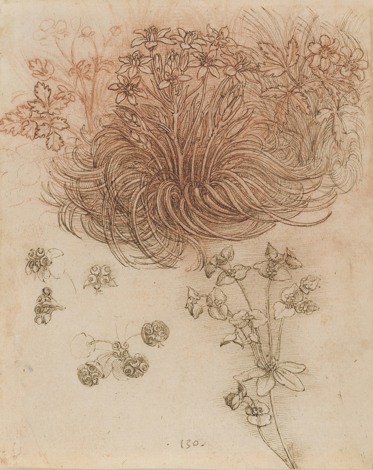 A Star-of-Bethlehem and Other plants, c. 1506-12