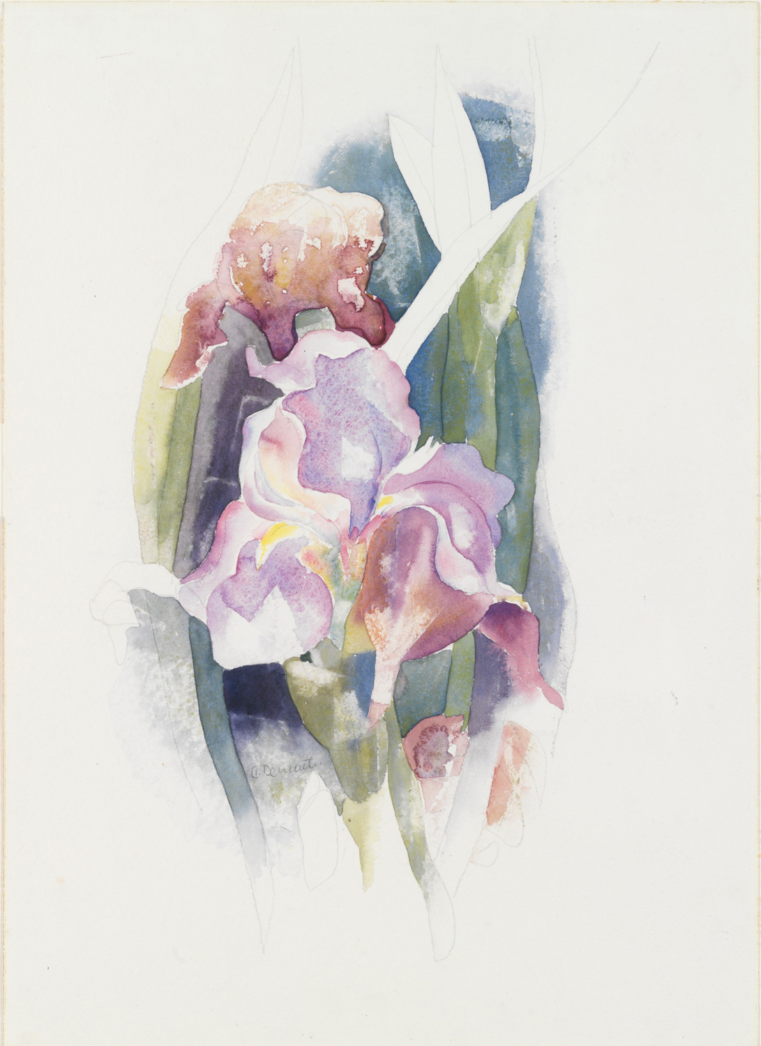 Purple Iris, 1920