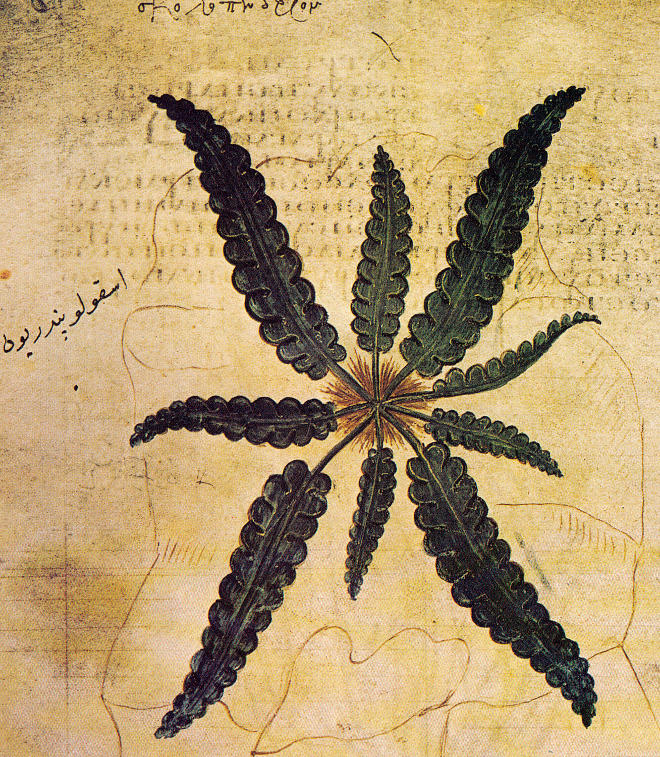Scolopendrium, 6th century