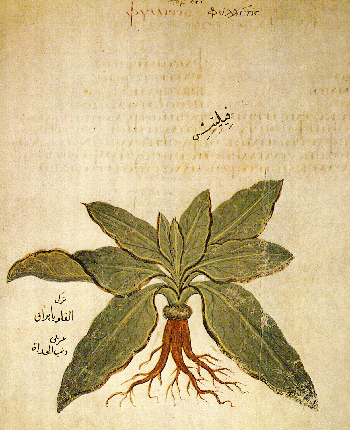 Phyllitis, 6th century