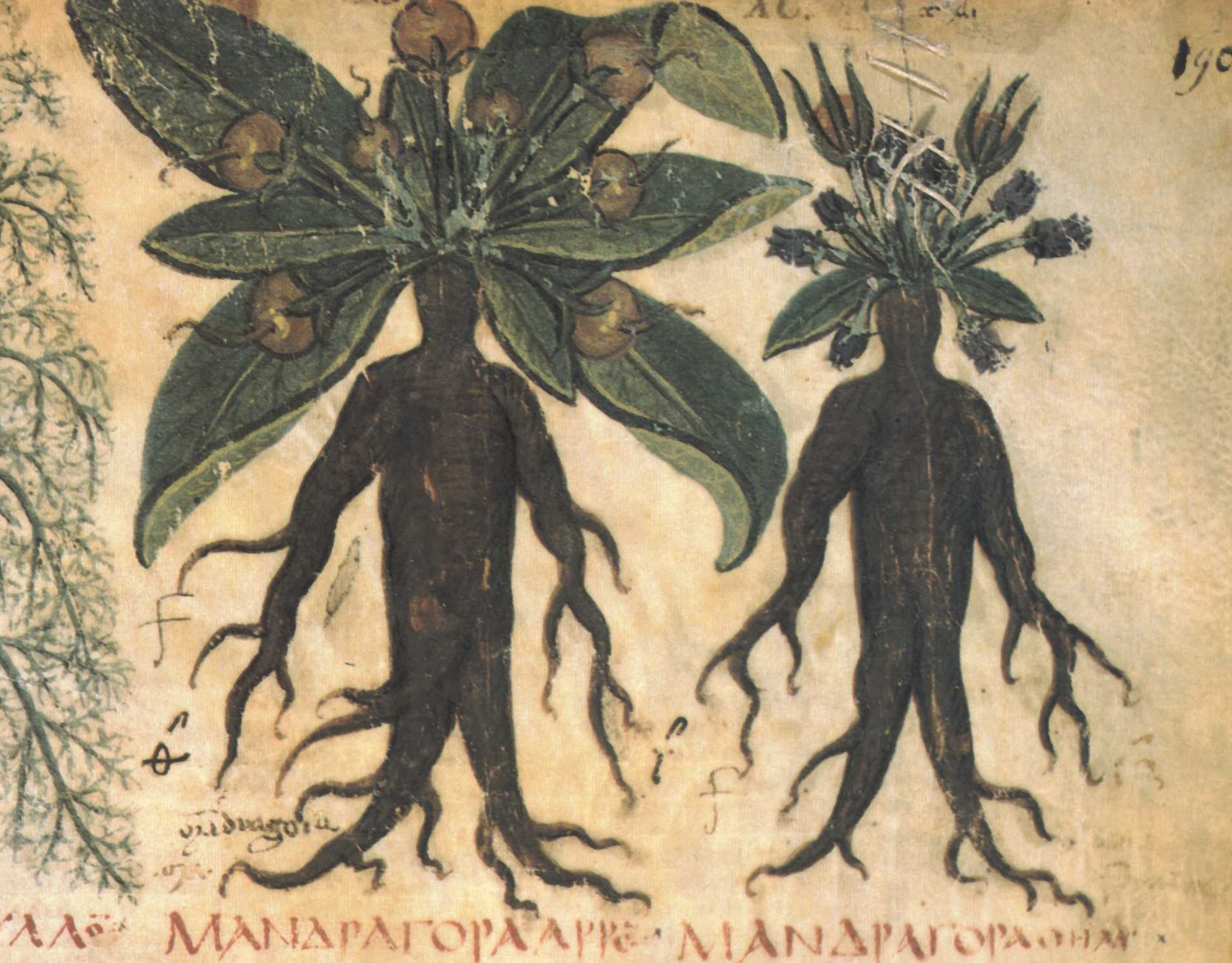 Mandrake, 7th century