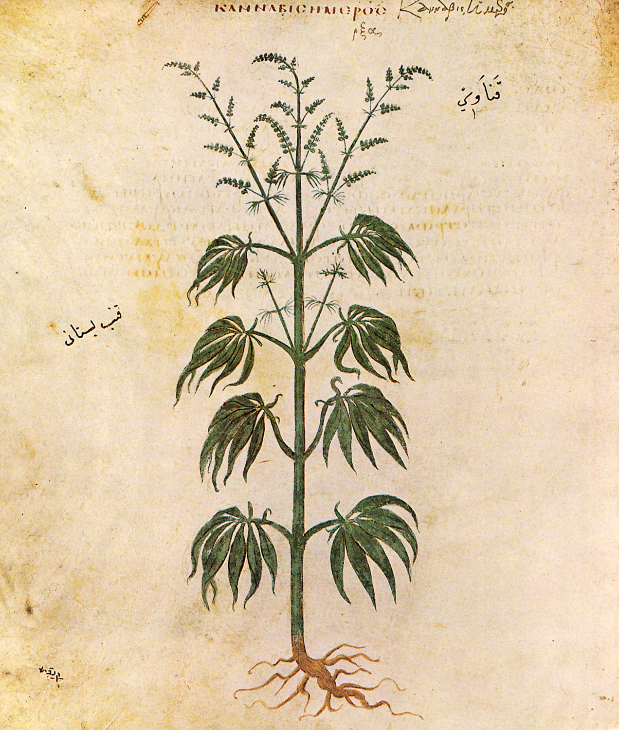 Cannabis Sativadior, c. 512 AD