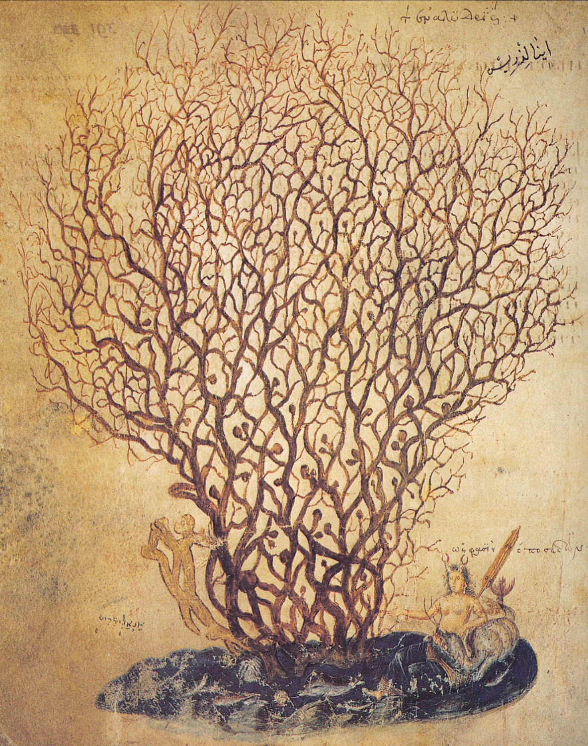 Coral, c. 512 AD