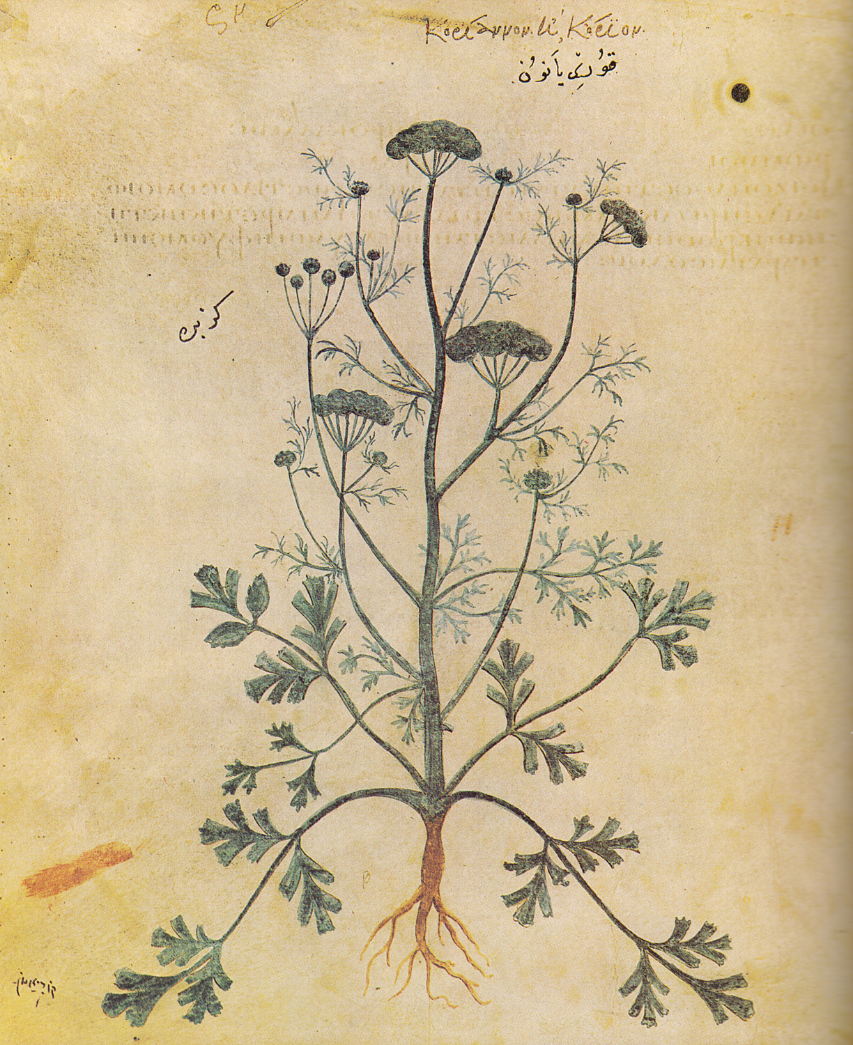 Coriander, 6th century