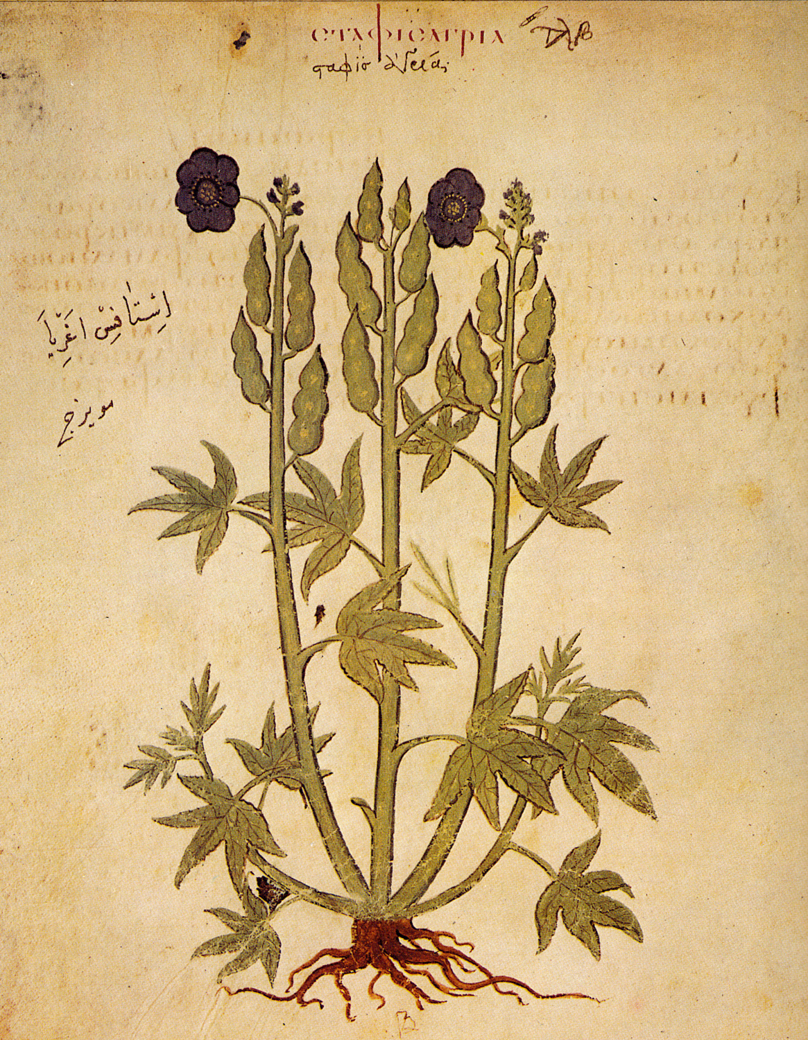 Stavesacre (Delphinium staphisagria), 6th century