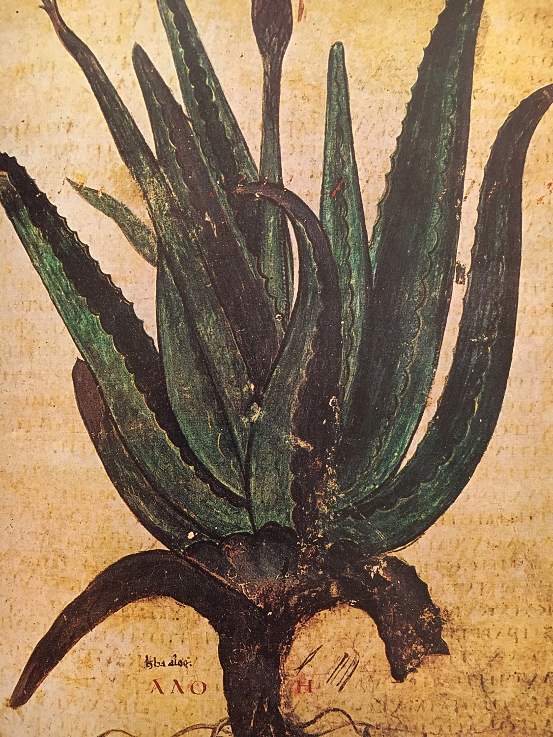 Aloe, 515 AD