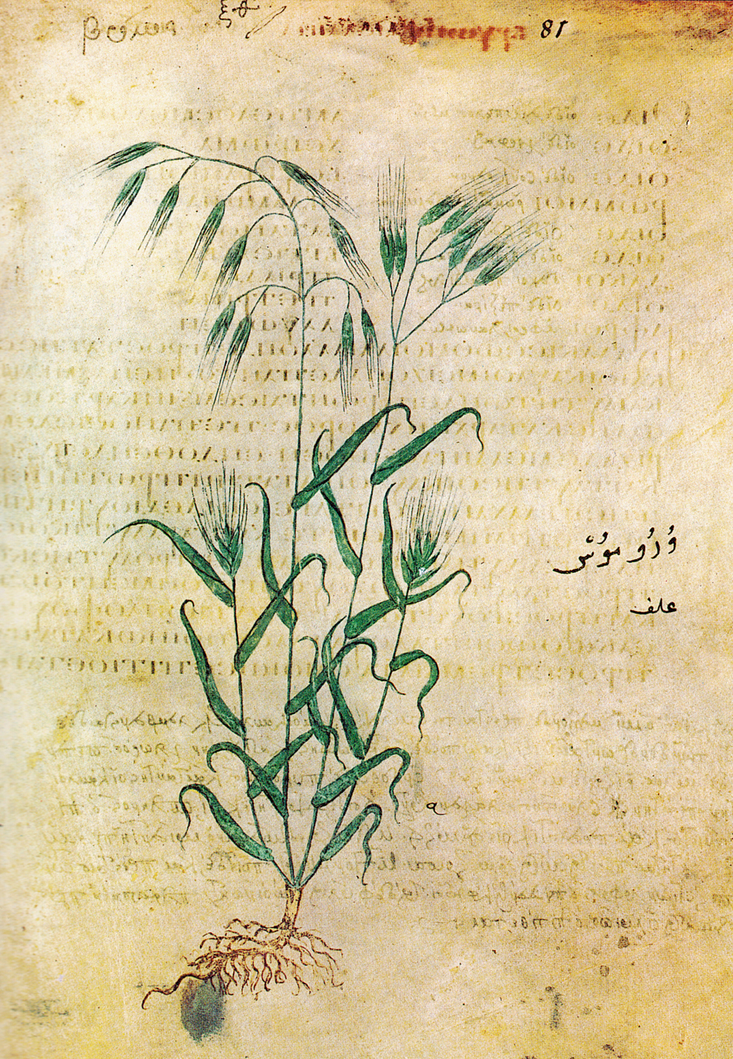 Avena Sativa (Common Oat Plant), 6th century