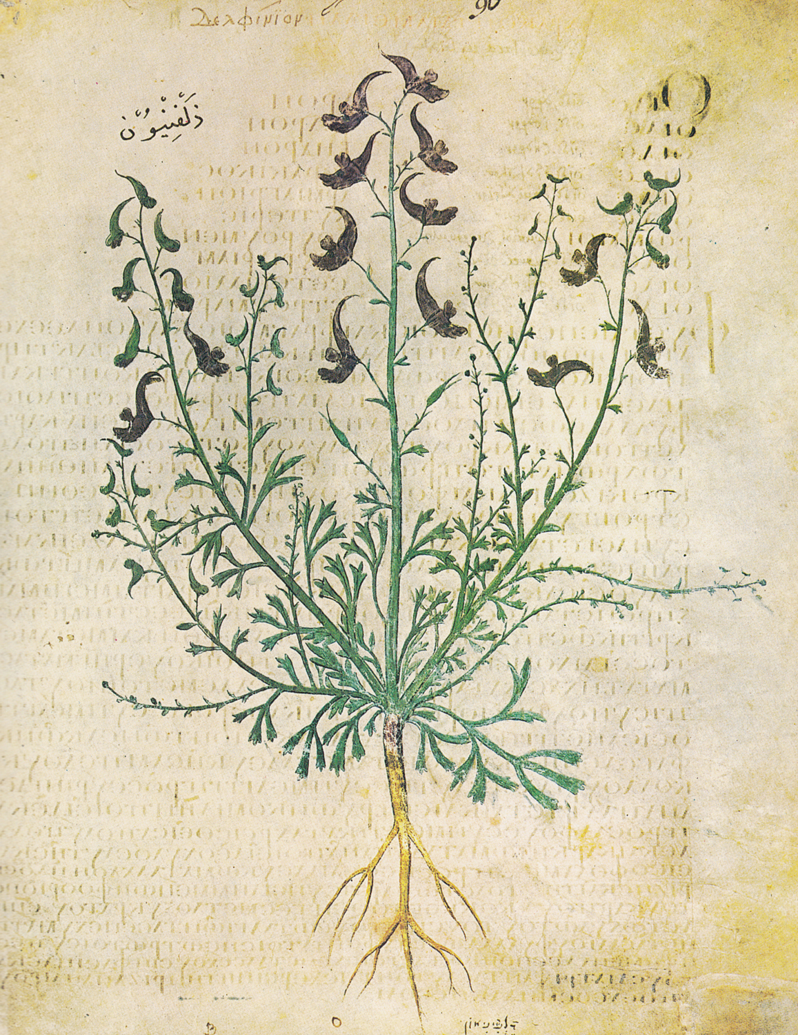 Field Larkspur (Consolida regalis), 6th century