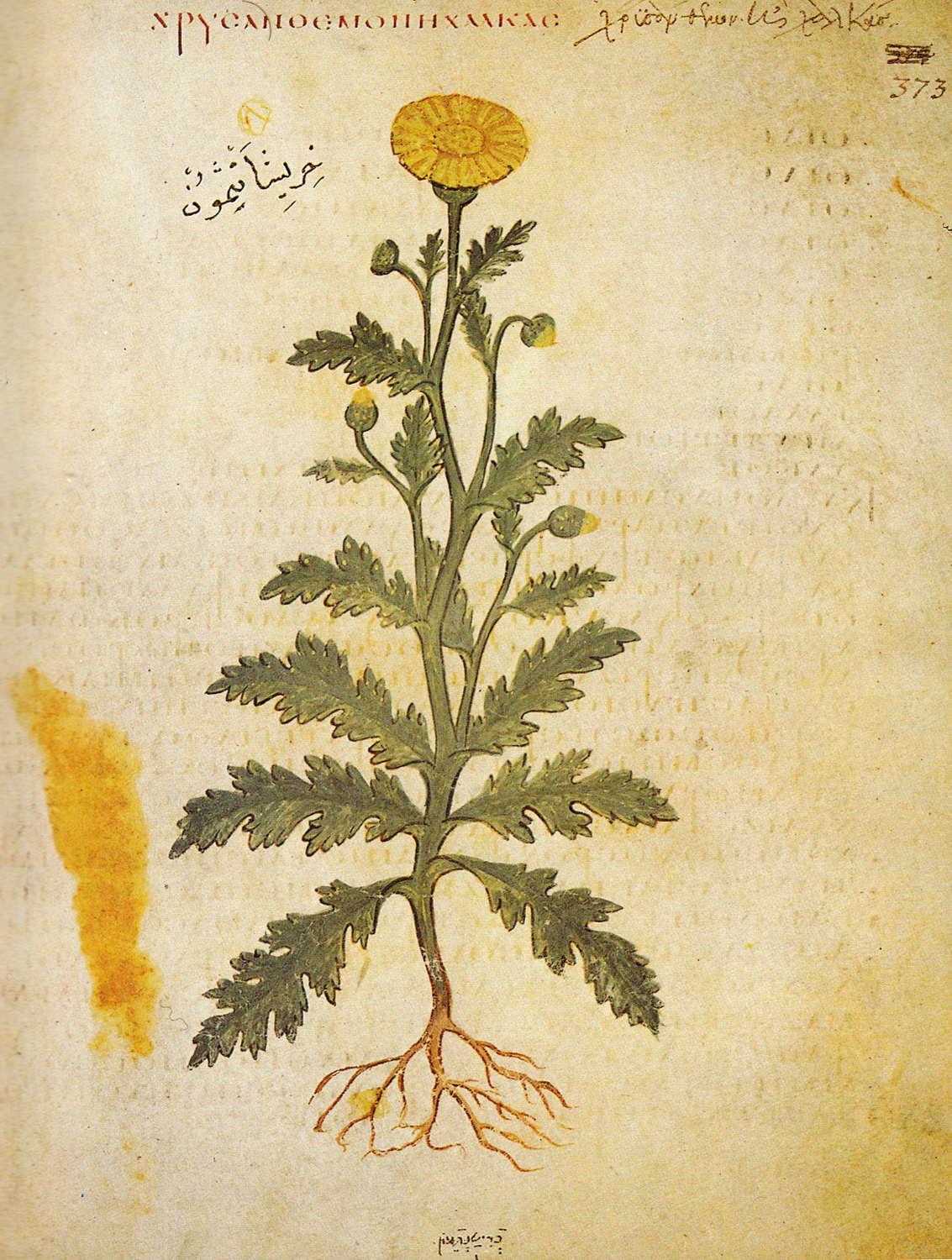 Crown Daisy, 6th century