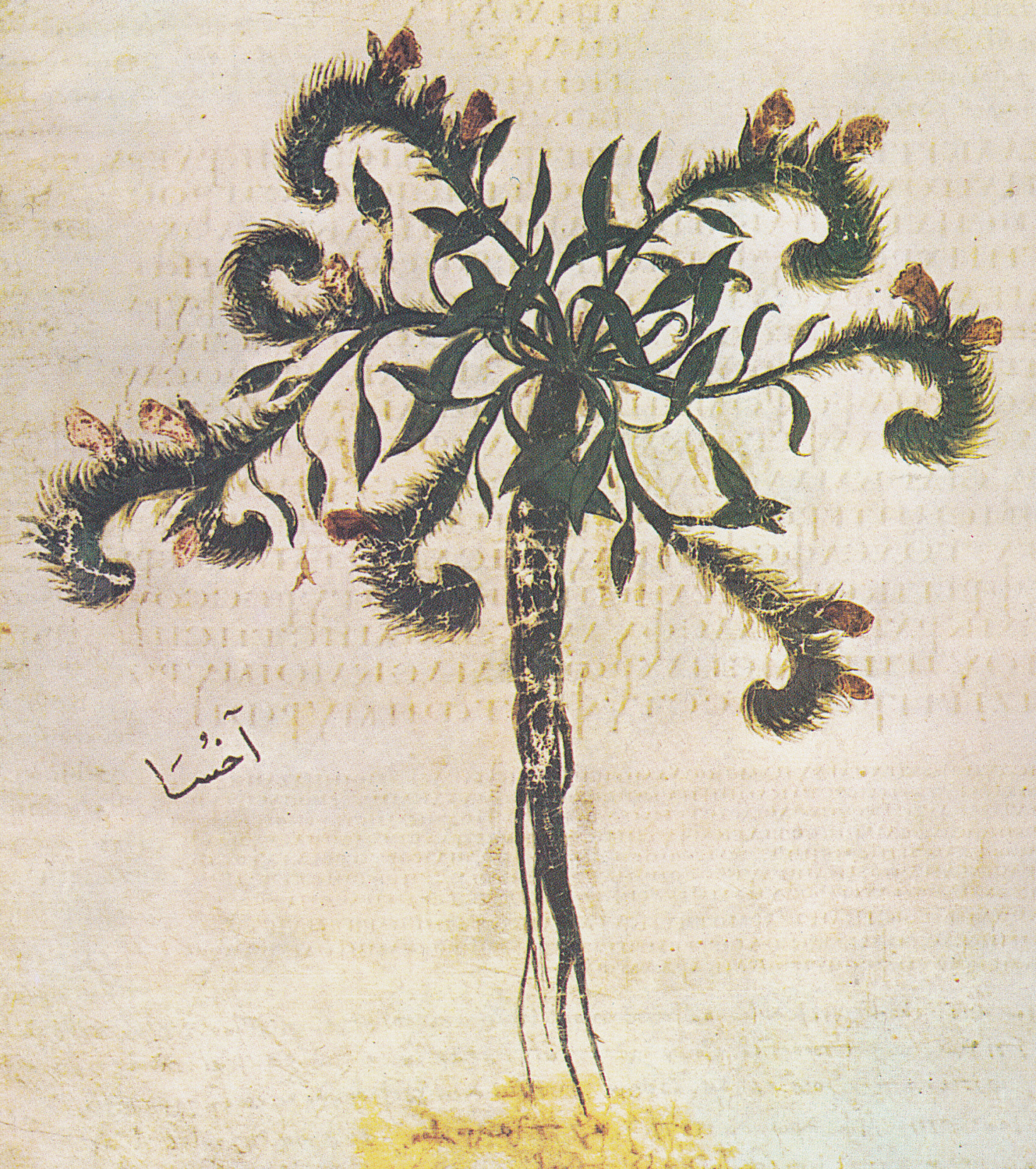 Ox-Tongue Species, 6th century
